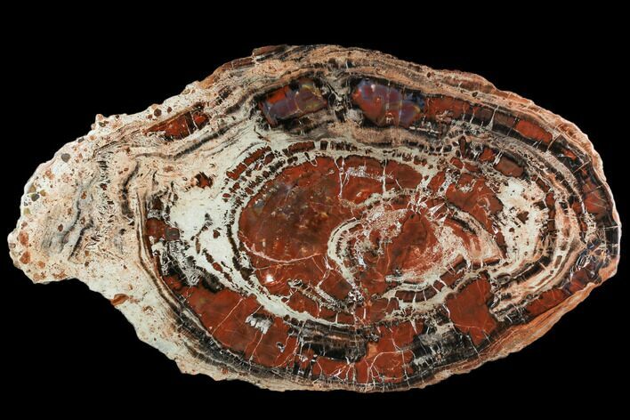 Red/Black Petrified Wood (Araucarioxylon) Slab - Arizona #104591